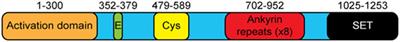 The Lysine Methyltransferase G9a in Immune Cell Differentiation and Function